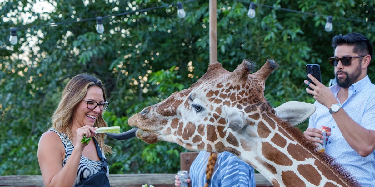 ‘The Giraffe Project’ underway at Cheyenne Mountain Zoo