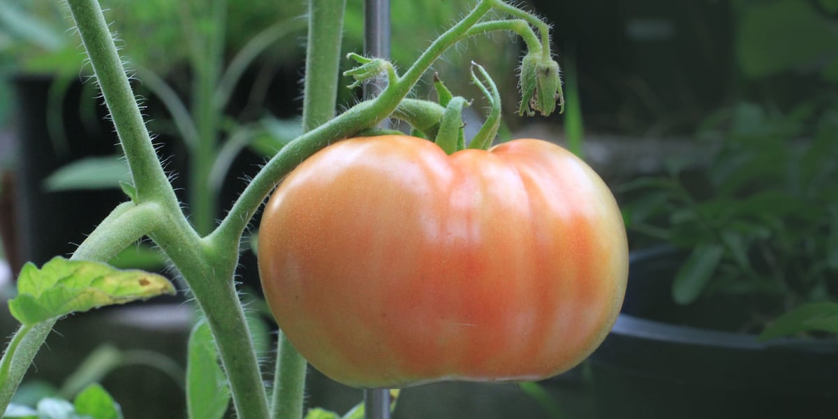 Colorado Springs nursery says more people are buying produce plants amidst increased grocery prices Colorado Springs nursery says more people are buying produce plants amidst increased grocery prices