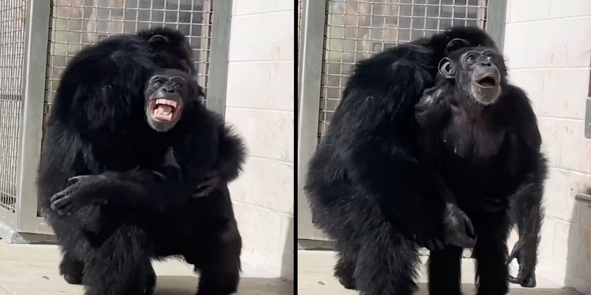 Chimp In House WATCH: 28-year-old chimpanzee sees open sky for first time in new ...