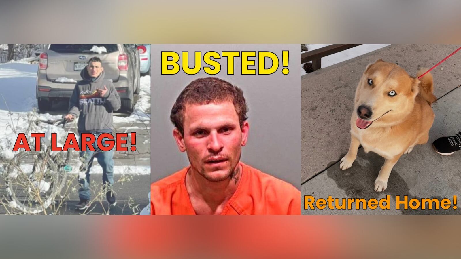 Robbery Dog JCSO: Suspect on the run after dog stolen from Jefferson County home ...