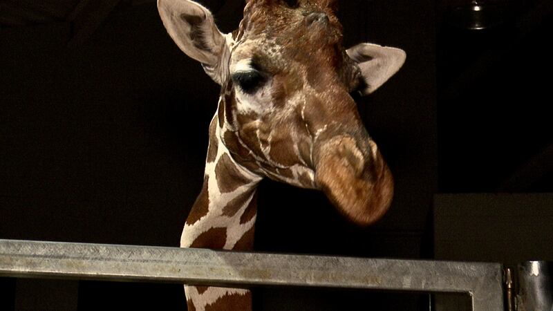 Giraffe at Cheyenne Mountain Zoo