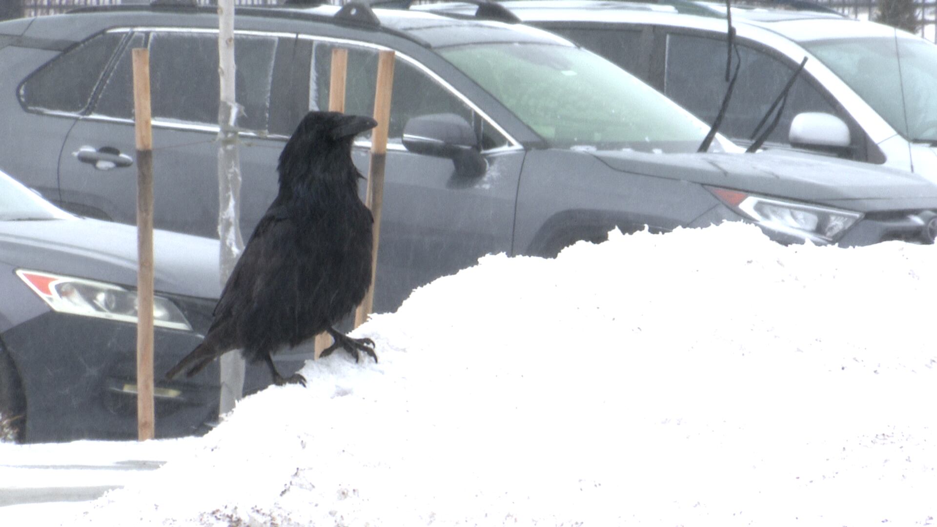 Southern Colorado braces for dangerous cold as frostbite risk rises