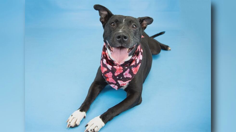 Senior Dog Roxanne Pet of the Week: Super senior Roxy looking for a loving retirement home!