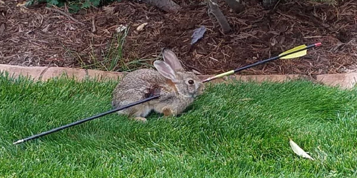 Rabbit found with an arrow through its body euthanized; case under ...