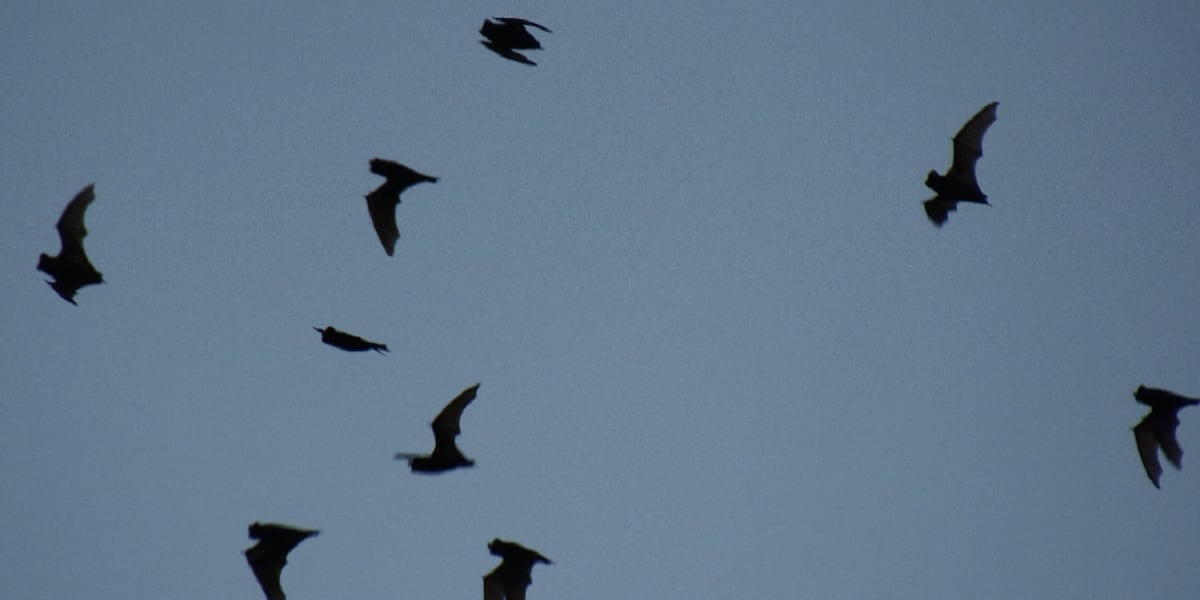 Rabies Alert in Pueblo County: Health Officials Urge Caution After Bat Tests Positive