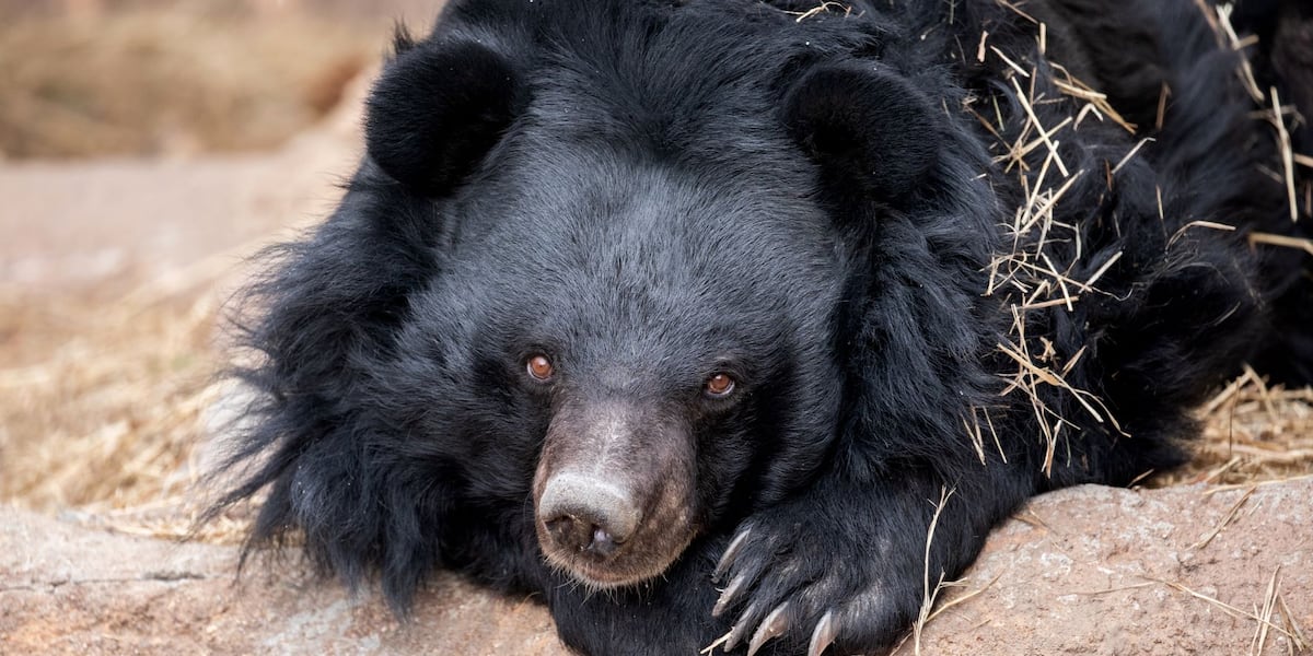 Cheyenne Mountain Zoo shares passing of longtime resident Asiatic black bear, Beezler