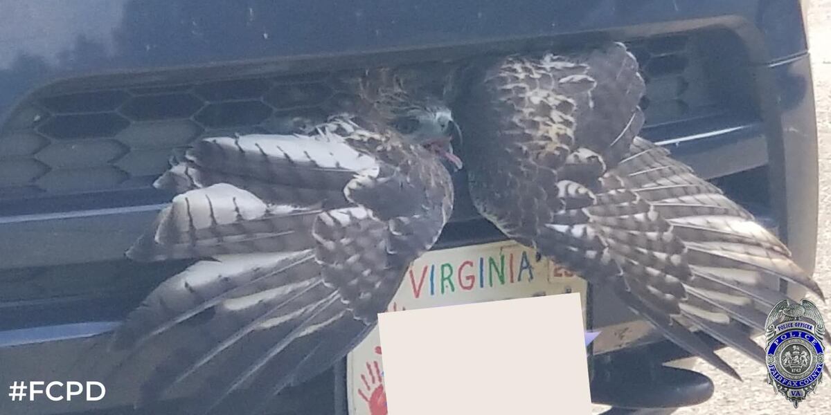 Hawk Helps LOOK: Police officer helps free hawk from car’s grill
