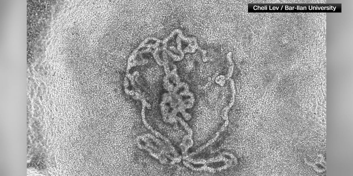 Three Testicles Case Scientists grow world’s first pair of testicles in lab that could help ...