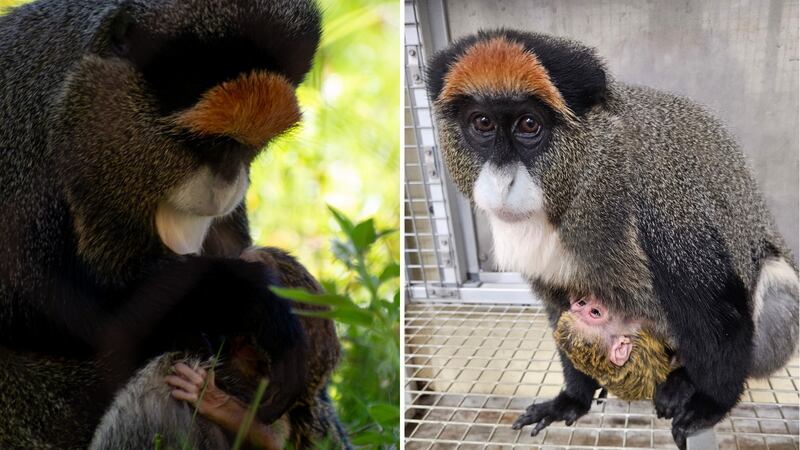 De Brazza's monkey born at Pueblo Zoo