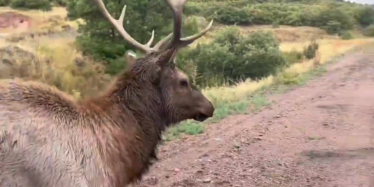 Lost elk makes its way to Englewood, Colorado Parks and Wildlife steps in to help Lost elk makes its way to Englewood, Colorado Parks and Wildlife steps in to help