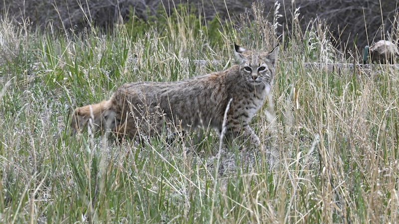 CPW releases an orphaned bobcat back into the wild after rehabilitation.