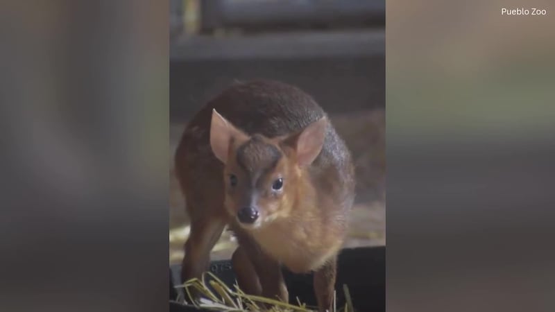Pueblo Zoo says hello to baby muntjac