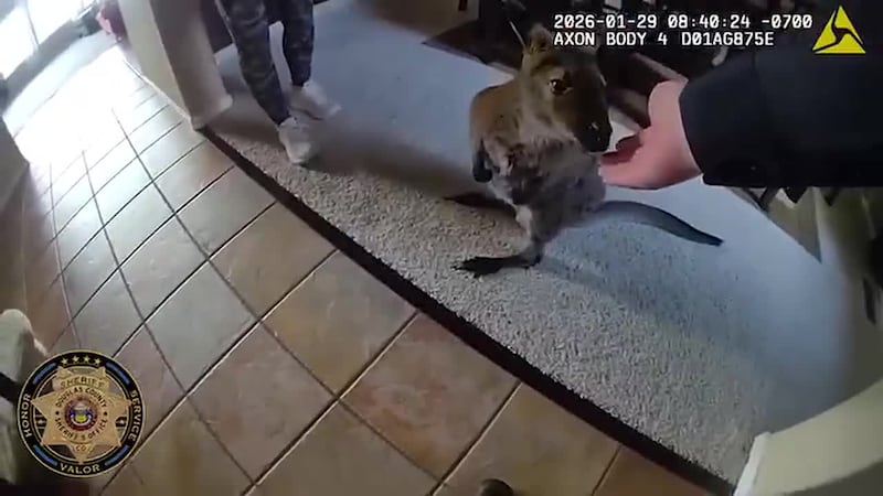 Deputies said they had to catch a wallaby that was on the run in a Highlands Ranch neighborhood.