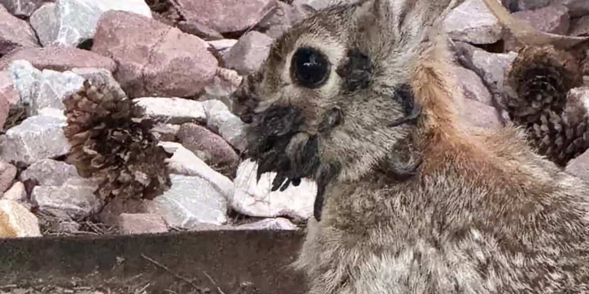 Rabbits spotted with tentacle-like growths on their faces
