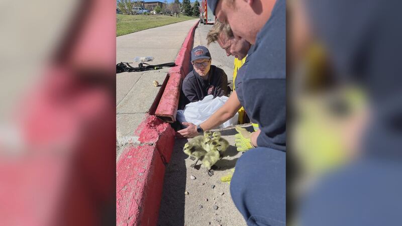 Fire Rescue Baby Colorado firefighters rescue baby geese from storm drain!