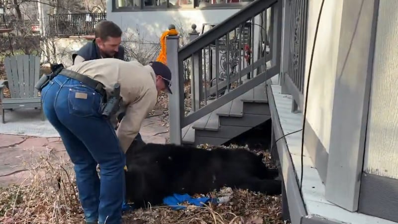 Bear relocated from under deck of Colorado Springs home