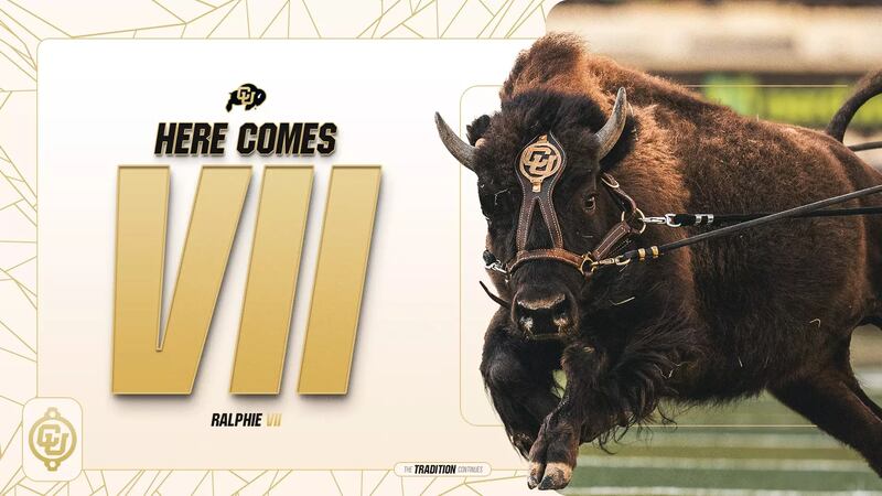 Friday Ralphieme CU’s Ralphie VII to make debut at Saturday’s game against Wyoming