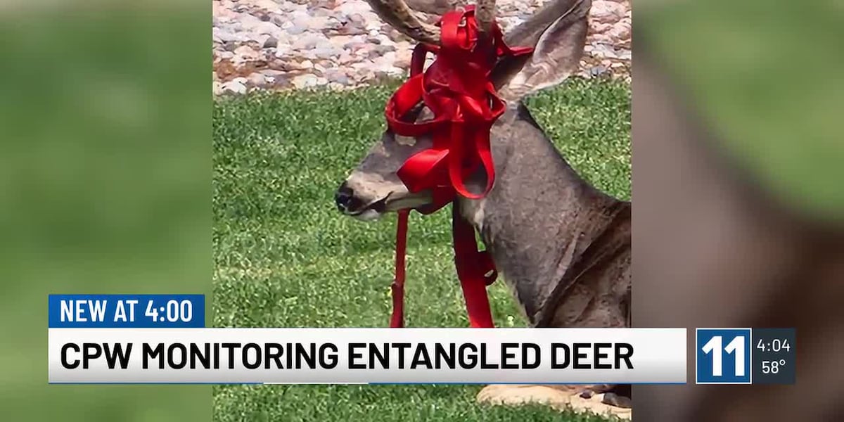 Colorado wildlife officers searching for deer roped into a concerning situation Colorado wildlife officers searching for deer roped into a concerning situation
