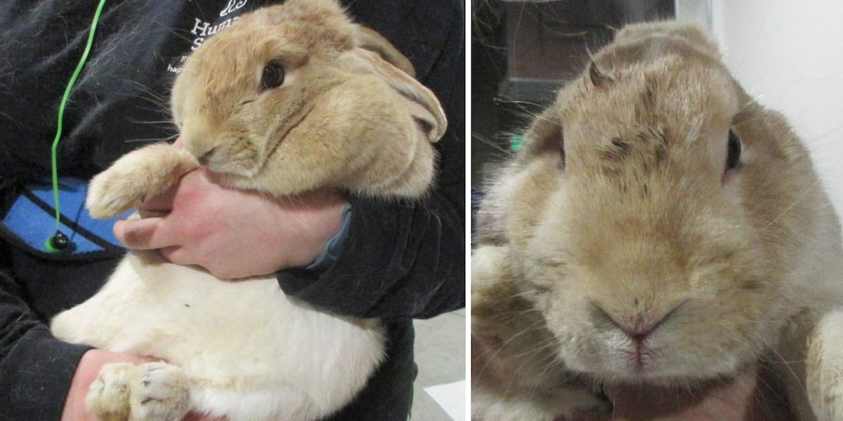 Rabbit Hoard Rabbit hoarding case in Colorado leads to deal from the Humane Society ...