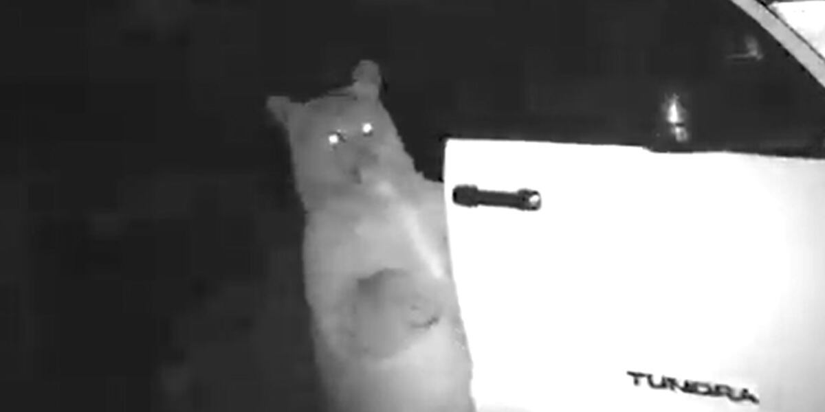 WATCH Bear Opens Vehicle Door In Woodland Park watch-bear-opens-vehicle-door-in-woodland-park