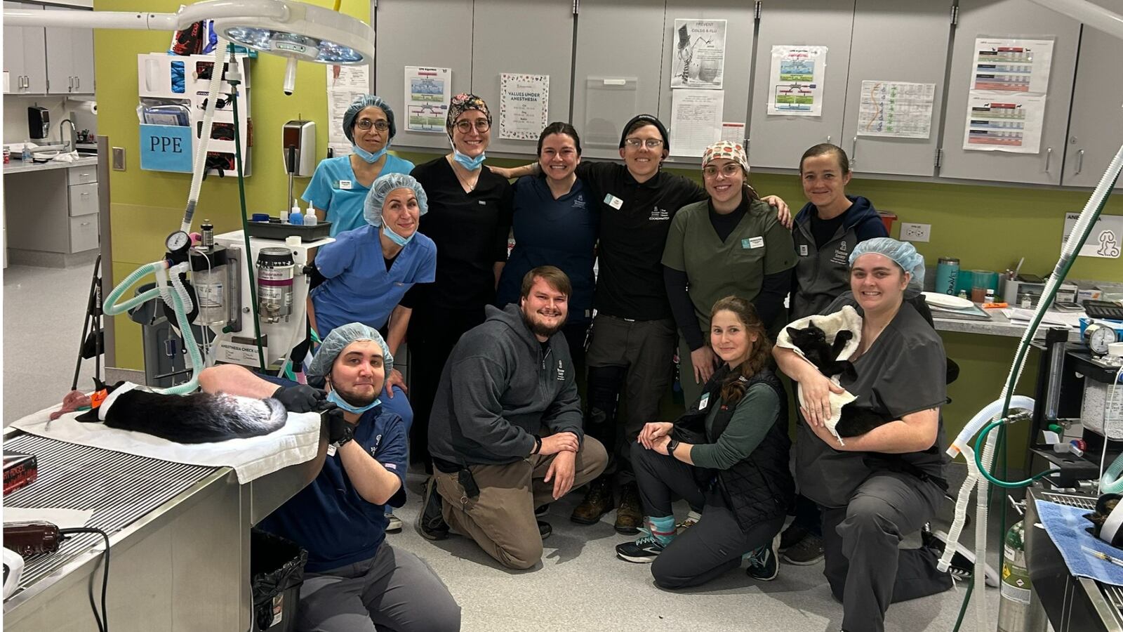 Humane Society of the Pikes Peak Region brings in over 40 cats for mass