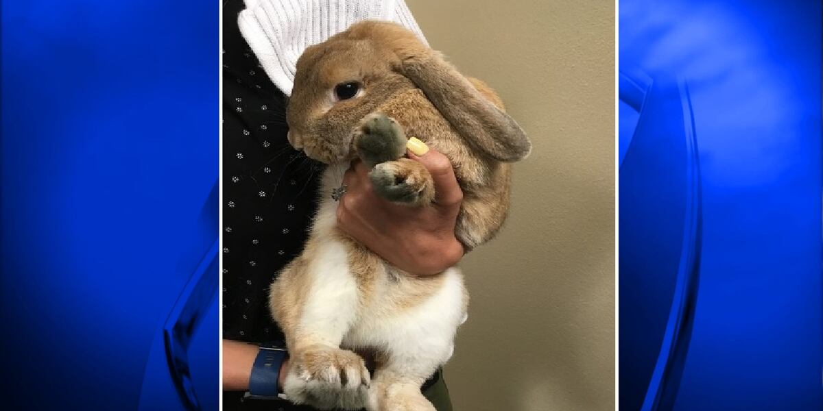Springs man admits to killing pet rabbits in front of child
