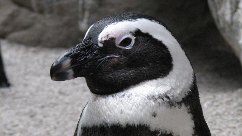 Mongo was the oldest living African penguin on record of all AZA accredited zoos in North...