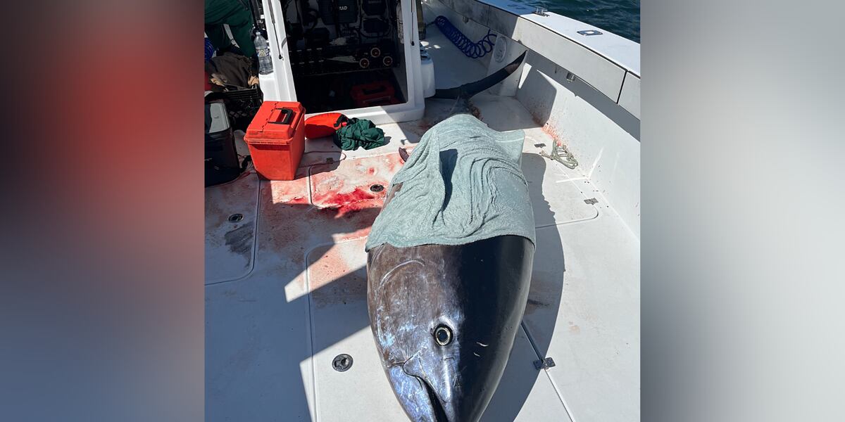 Felony Fish Officials: 9-foot tuna seized from boat illegally fishing; captain ...