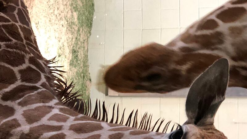Photo: Cheyenne Mountain Zoo