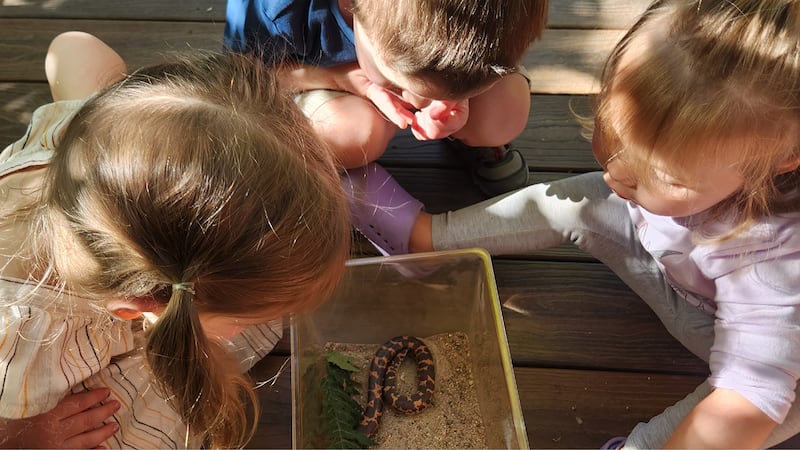 Cheyenne Mountain Zoo Launches State-Accredited Outdoor Nature-Based Preschool