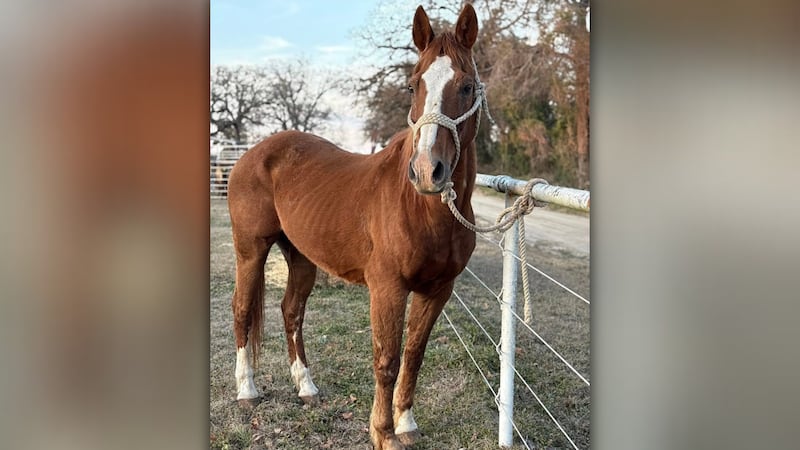 Colorado community raises money to rescue retired police horse from Texas kill pen
