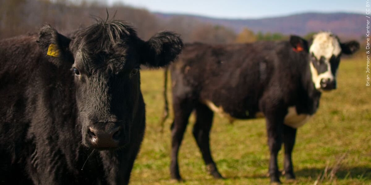 Rancher takes $244M from Tyson Foods in ‘ghost cattle’ scam
