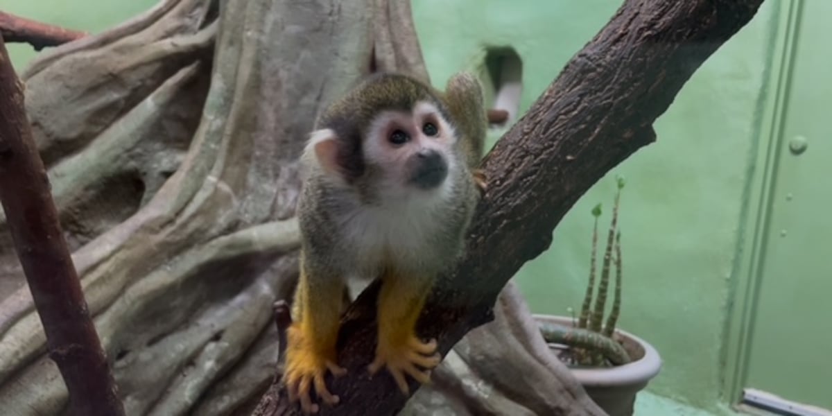 ‘If Pueblo loses its zoo, it loses its heartbeat’: Pueblo Zoo calling on community for help as budget cuts, inflation threaten survival