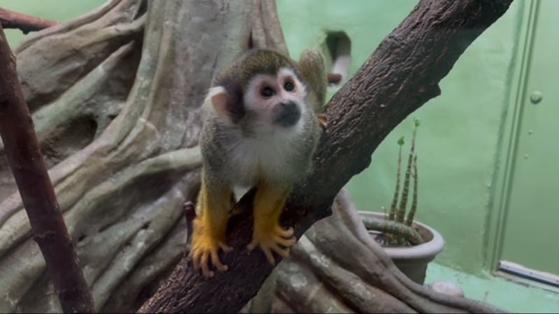 Squirrel monkey