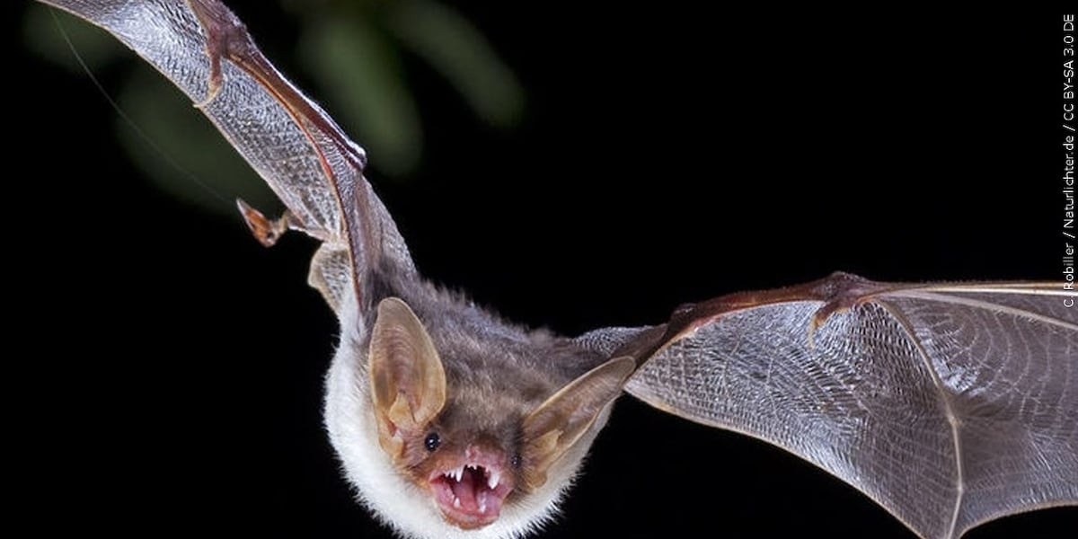 Bat found in Colorado Springs tests positive for rabies Bat found in Colorado Springs tests positive for rabies