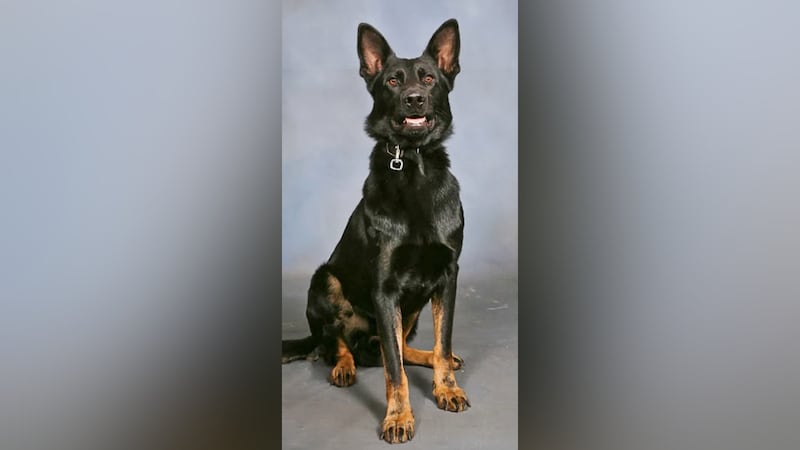 Florida authorities say K-9 Ace remains at the hospital following a shooting.