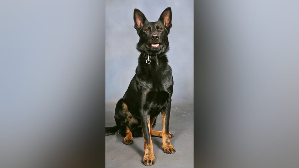 Florida authorities say K-9 Ace remains at the hospital following a shooting.