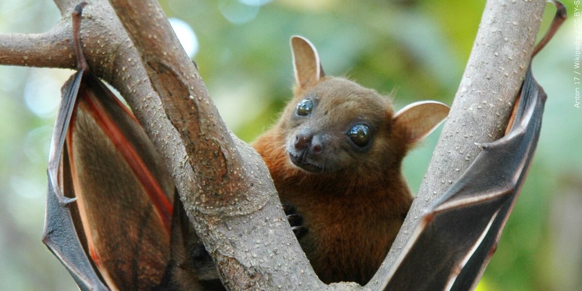 Usa Bat Rabies Bat with rabies found in western Colorado, the 50th rabid animal ...