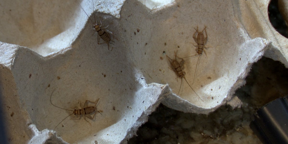 ‘My animals may not be able to eat’: Many pet owners nationwide are facing a feeder cricket shortage