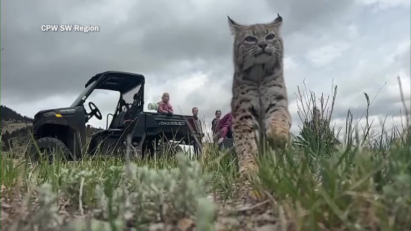 CPW releases orphaned bobcat back into the wild after rehabilitation.