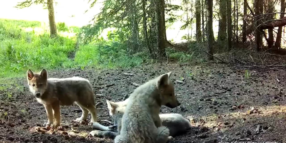 Colorado Parks and Wildlife shares wolf update, including the news that four packs now exist in CO
