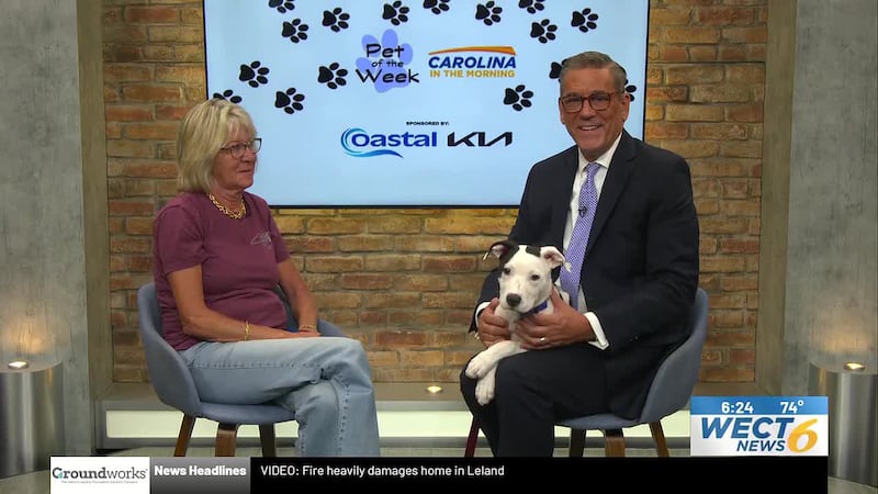 Tank, a 16-week-old pup from Freedom Bridge Animal Rescue, is looking for his forever home.