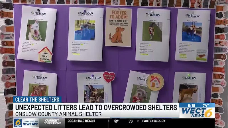 Clear the Shelters: Unexpected litters lead to overcrowded shelters